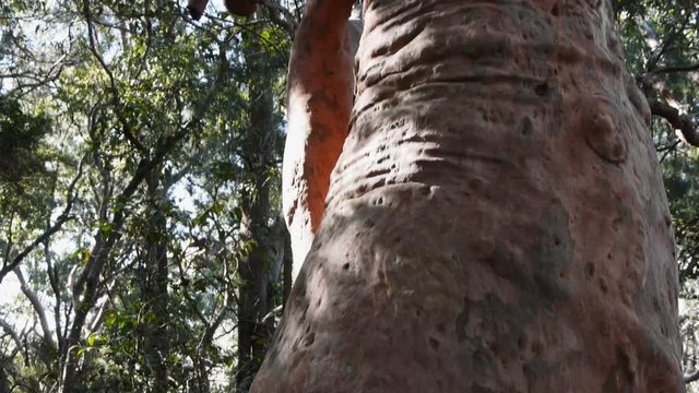 Panning shot of a eucalyptus tree trunk.