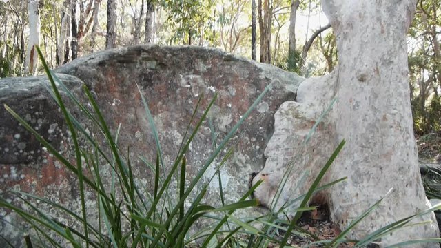 panning shot of a eucalyptus tree trunk growing over a rock.