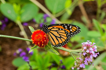 Monarch Butterfly in Garden - A colorful monarch butterfly feeding on a bright red flower in a summer garden.