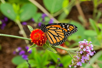 Monarch Butterfly in Garden - A colorful monarch butterfly feeding on a bright red flower in a summer garden.