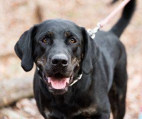 Black Labrador