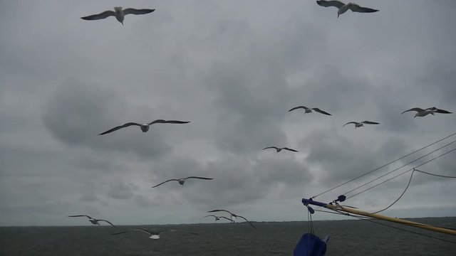 Moltissimi gabbiani volano intorno al peschereccio