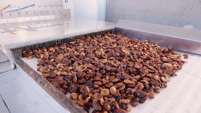 Dried figs on conveyor belt. Drying on industrial microw