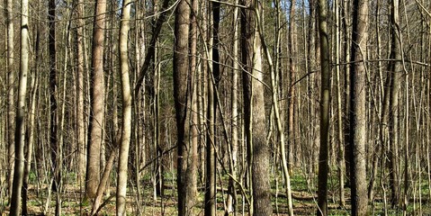 Forest in the spring time, Poland