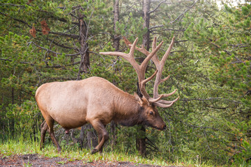 Naklejka na ściany i meble Elk, Yellowstone National Park