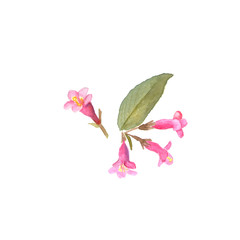 Weigela florida flower in a watercolor style isolated. Aquarelle wild flower for background, texture, wrapper pattern, frame or border