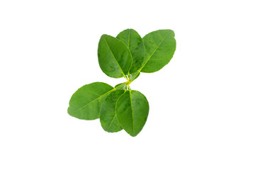 Fresh lime leaf isolated on white background.Orange Leaves.Kaffir leaf.