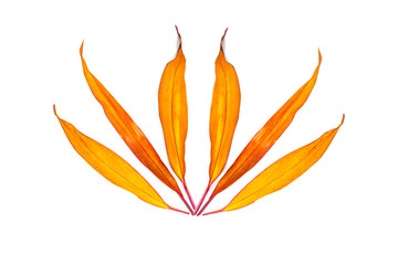 Long, bright, purple and pink leaves of a tropical plant isolated on white background.