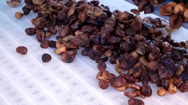 Dried figs on conveyor belt. Drying on industrial microw
