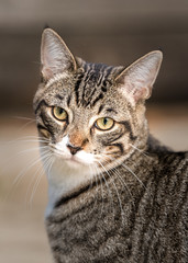 Cat portrait close up of a tabby cat