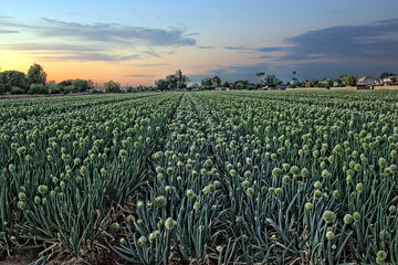 Arizona Onion Field