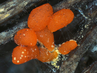 Red sclerotia of a slime mold, or myxomycete, Physarum. Slime moulds are special organisms that gather from microscopic amoebae. Scleritium is a resting stage for unappropriate conditions