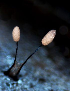Slime mould, or myxomycete, Arcyria cinerea. Myxomycete is a special organism that gathers from many microscopic unicellular amoebae. Two tiny fruit bodies resemble ear sticks or stick ice cream.