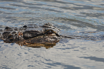 Alligator mississippiensis