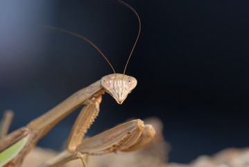 Mantid Smile