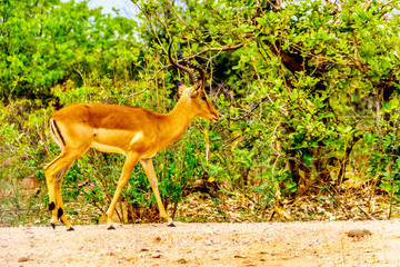 Impala in Kruger National Park in South Africa