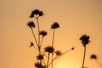 Silhouette, flower image in the evening, the sky is golden.
