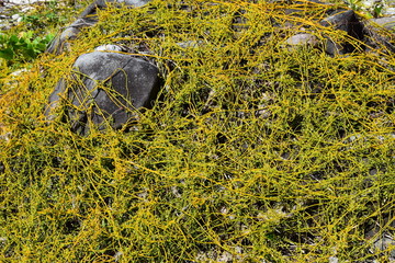 Yellow Brilliance