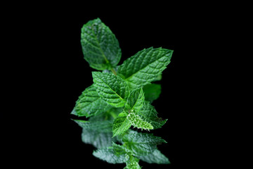 Fresh green mint leaves on black background © Dipali S