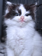 FLUFFY BLACK AND WHITE KITTEN