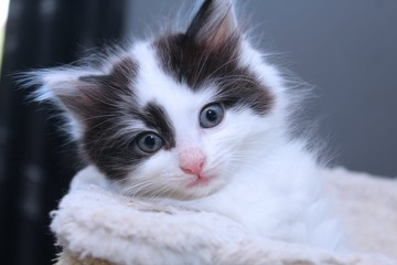 FLUFFY BLACK AND WHITE KITTEN
