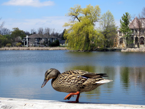 Thornhill duck walking 2017