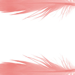 Beautiful frame coral pink feather isolated on white  background