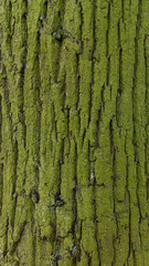 Moss Patterns for 3D Texture