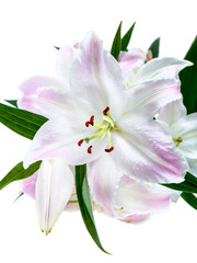 White-pink lilies isolated on white background