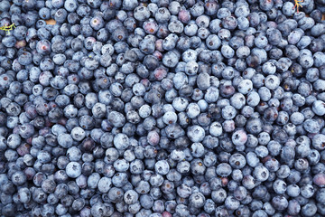 Fototapeta na wymiar Close up on the fresh picked blueberry as food background