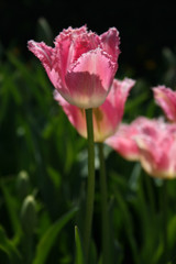 Naklejka premium Single Long stem Pink and white fringed tulip