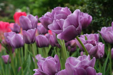 Fototapeta premium Lavender Tulips in the Garden