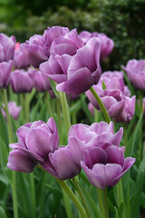 Close up of Lavender Tulips