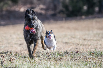 Dutch Shepherd dog running with a toy and a smaller corgi running behind him