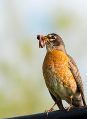 Male robin successfully provides a worm for his family in Ontario