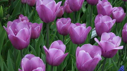 Lavender Tulips in the Garden