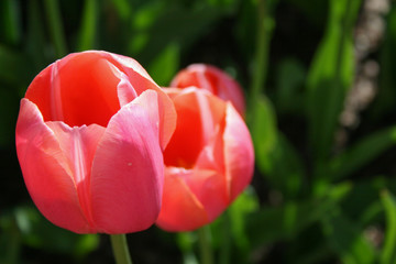 bright orange and pink tulip