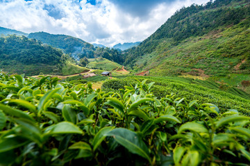 Fototapeta na wymiar Landscape of tea plantation at Doi Angkhang Chiangmai northern Thailand