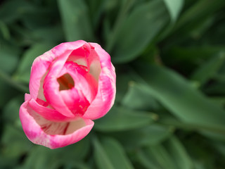  Pink and white tulip up close