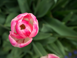  Pink and white tulips close up