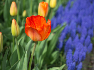 Naklejka premium An Orange and Red tulip bloomed in front of grape hyacinth