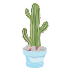 cactus  in potted  vector illustration