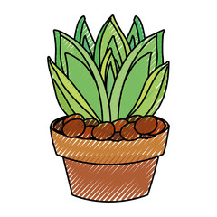 succulent in potted   vector illustration