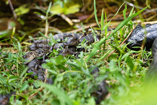 Baby American Alligator (Alligator mississippiensis) photographed in its native habitat