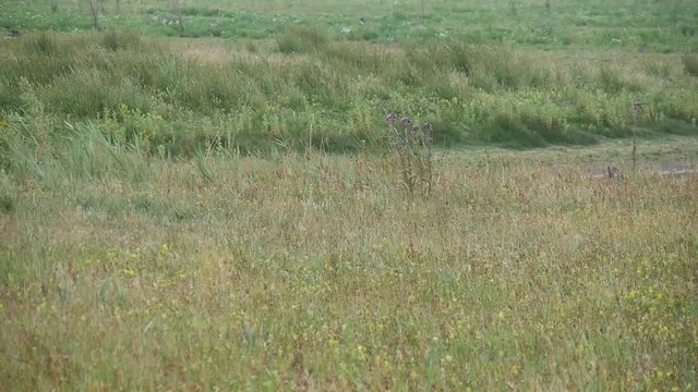 Lepre selvatica nel polder