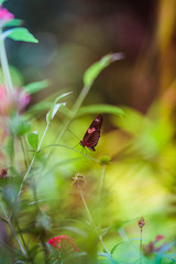 Butterfly in the Midst of the Garden