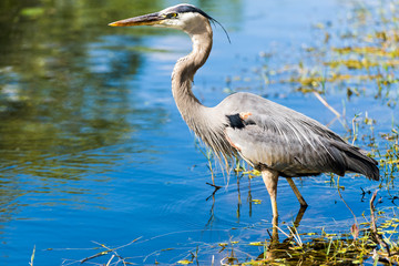 Grey Heron (Ardea cinerea), Everglades National Park, Florida