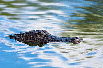 American alligator (Alligator mississippiensis) photographed in its native habitat