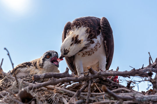 Osprey (Pandion haliaetus) in the nest eating a fish
