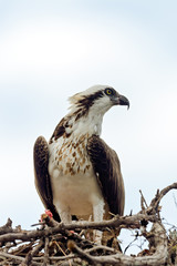 Osprey (Pandion haliaetus) in the nest eating a fish